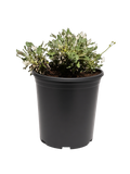 Eriogonum Grande var rubescens (5 Gallon) Red Buckwheat