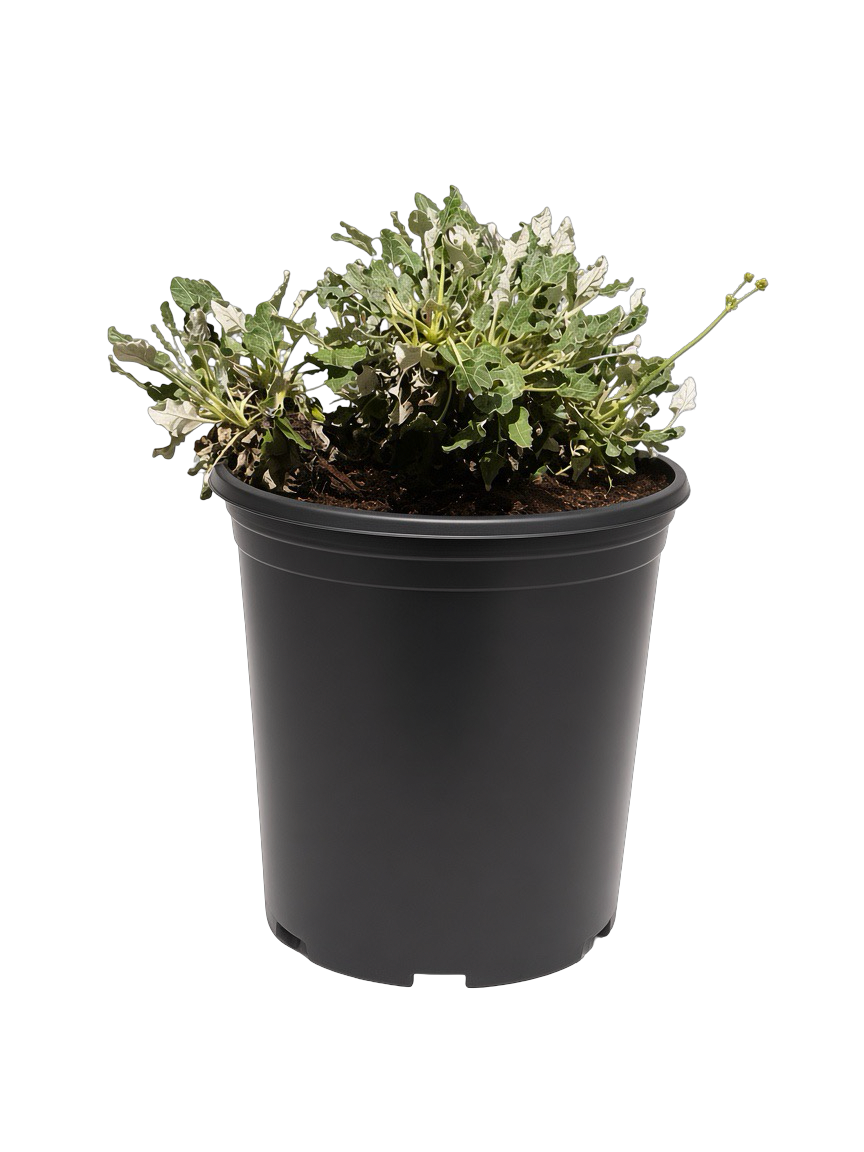 Eriogonum Grande var rubescens (5 Gallon) Red Buckwheat