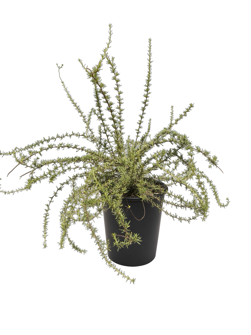 Eriogonum fasciculatum var fasciculatum (5 Gallon) California Buckwheat
