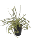 Eriogonum fasciculatum var fasciculatum (5 Gallon) California Buckwheat