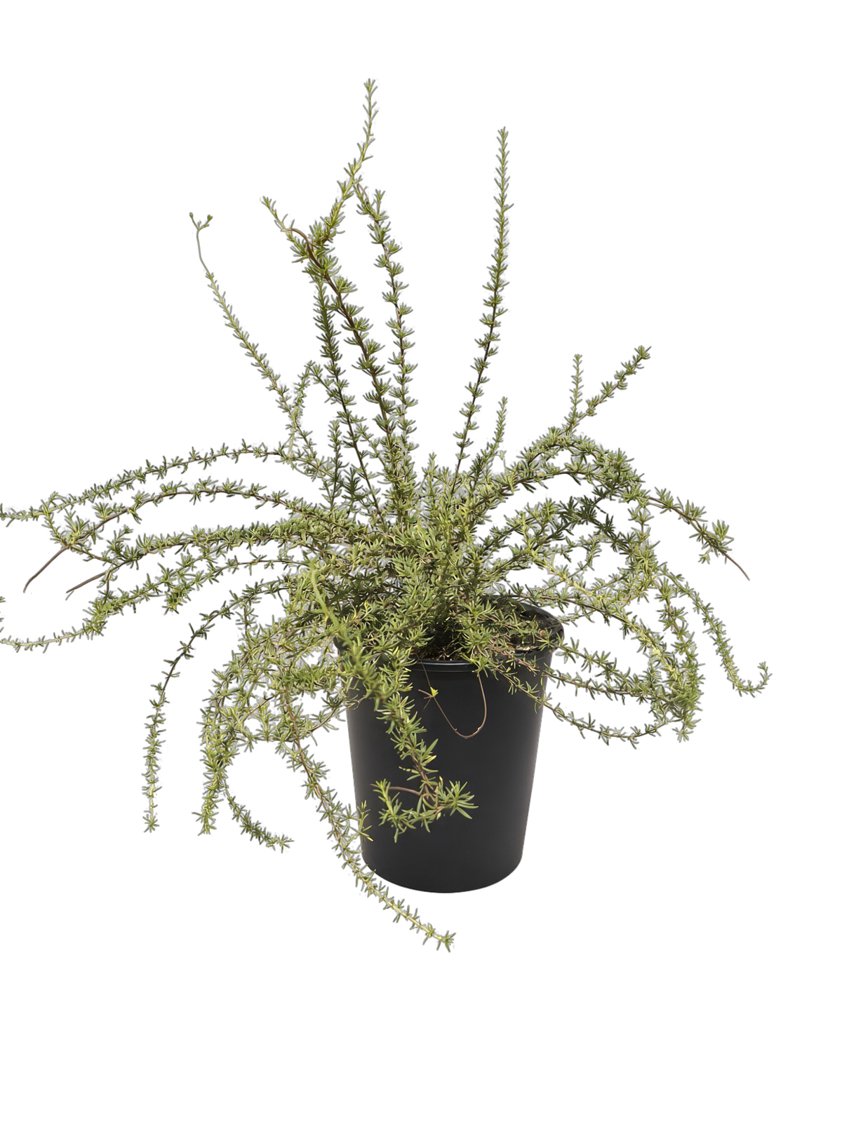 Eriogonum fasciculatum var fasciculatum (5 Gallon) California Buckwheat