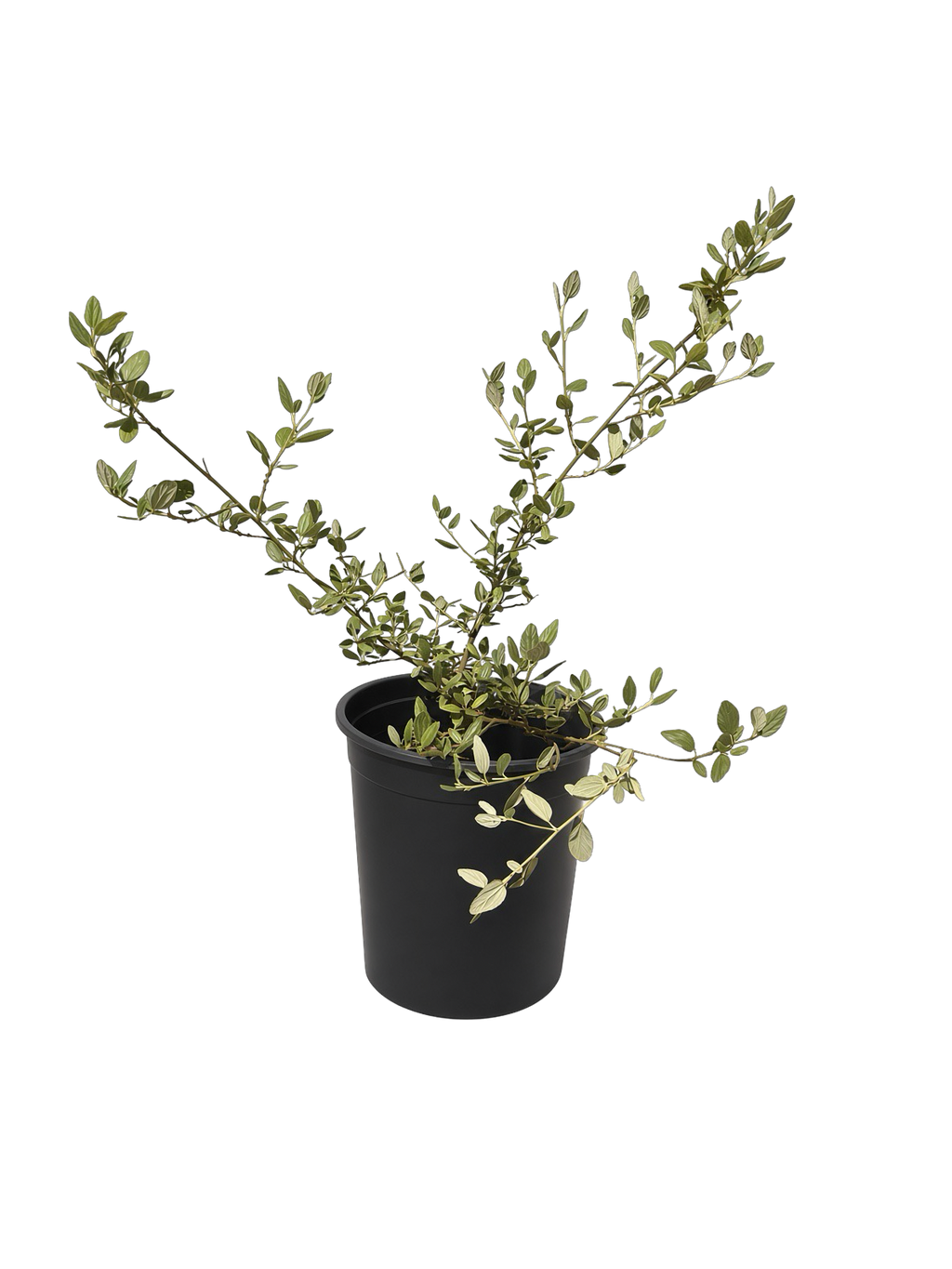 Ceanothus 'Ray Hartman' California Lilac (5 Gallon)