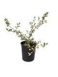 Ceanothus 'Ray Hartman' California Lilac (5 Gallon)