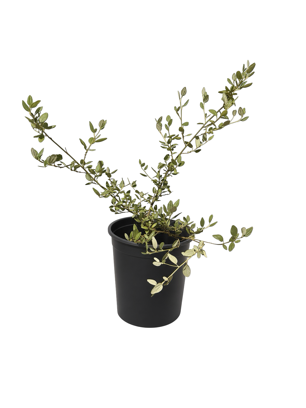 Ceanothus 'Ray Hartman' California Lilac (5 Gallon)