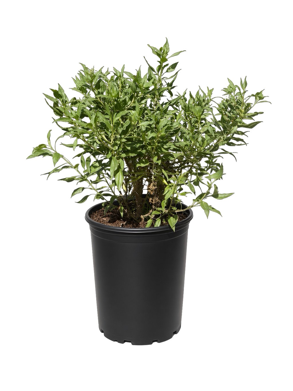 Encelia Californica - California Coastal Sunflower (5 Gallon)