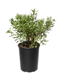 Encelia Californica - California Coastal Sunflower (5 Gallon)