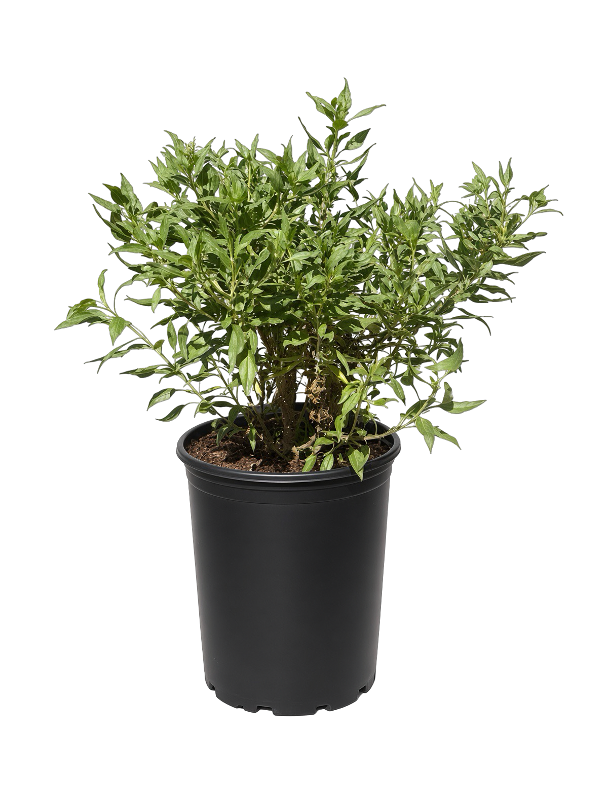 Encelia Californica - California Coastal Sunflower (5 Gallon)