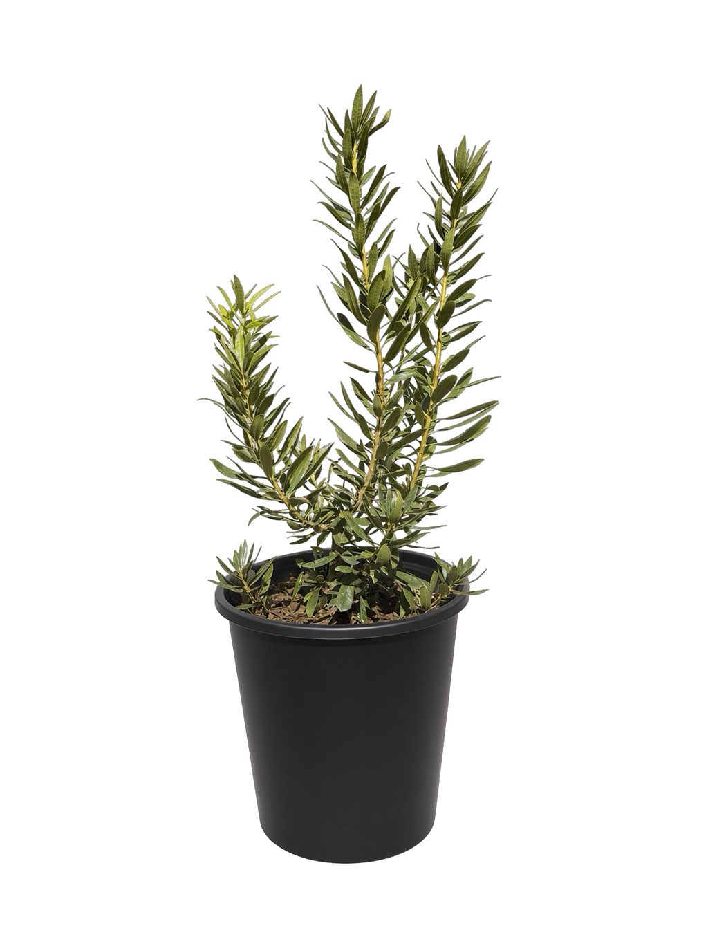 Myrica Californica - Pacific Wax Myrtle (5 Gallon)