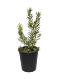 Myrica Californica - Pacific Wax Myrtle (5 Gallon)