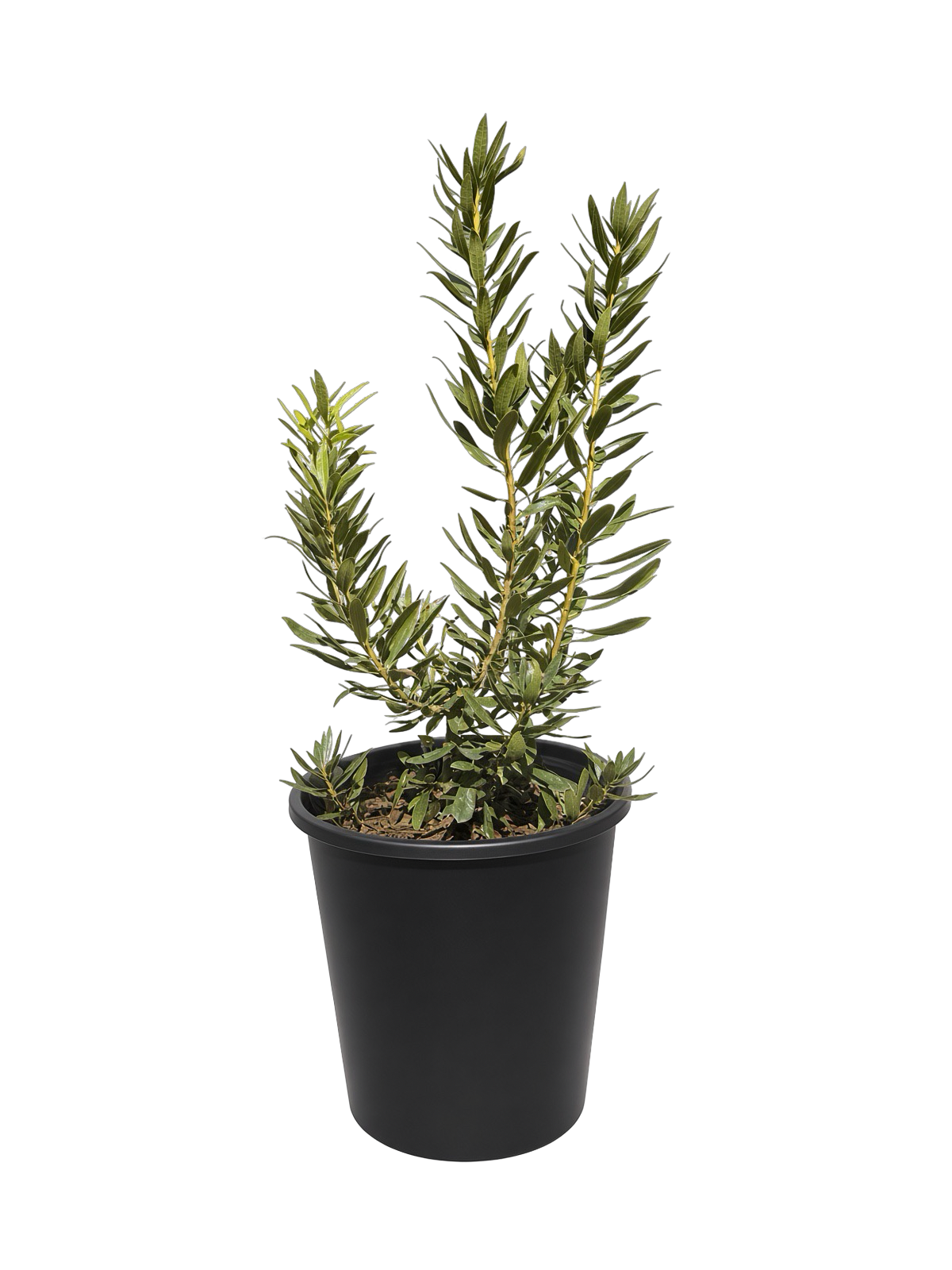 Myrica Californica - Pacific Wax Myrtle (5 Gallon)