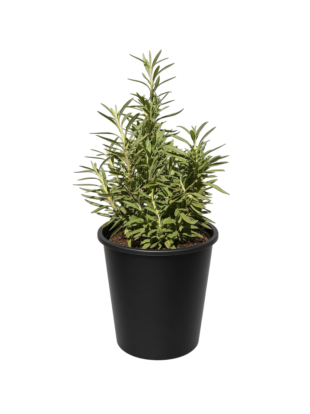 Salvia Mellifera - Black Sage (5 Gallon)