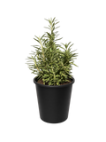 Salvia Mellifera - Black Sage (5 Gallon)