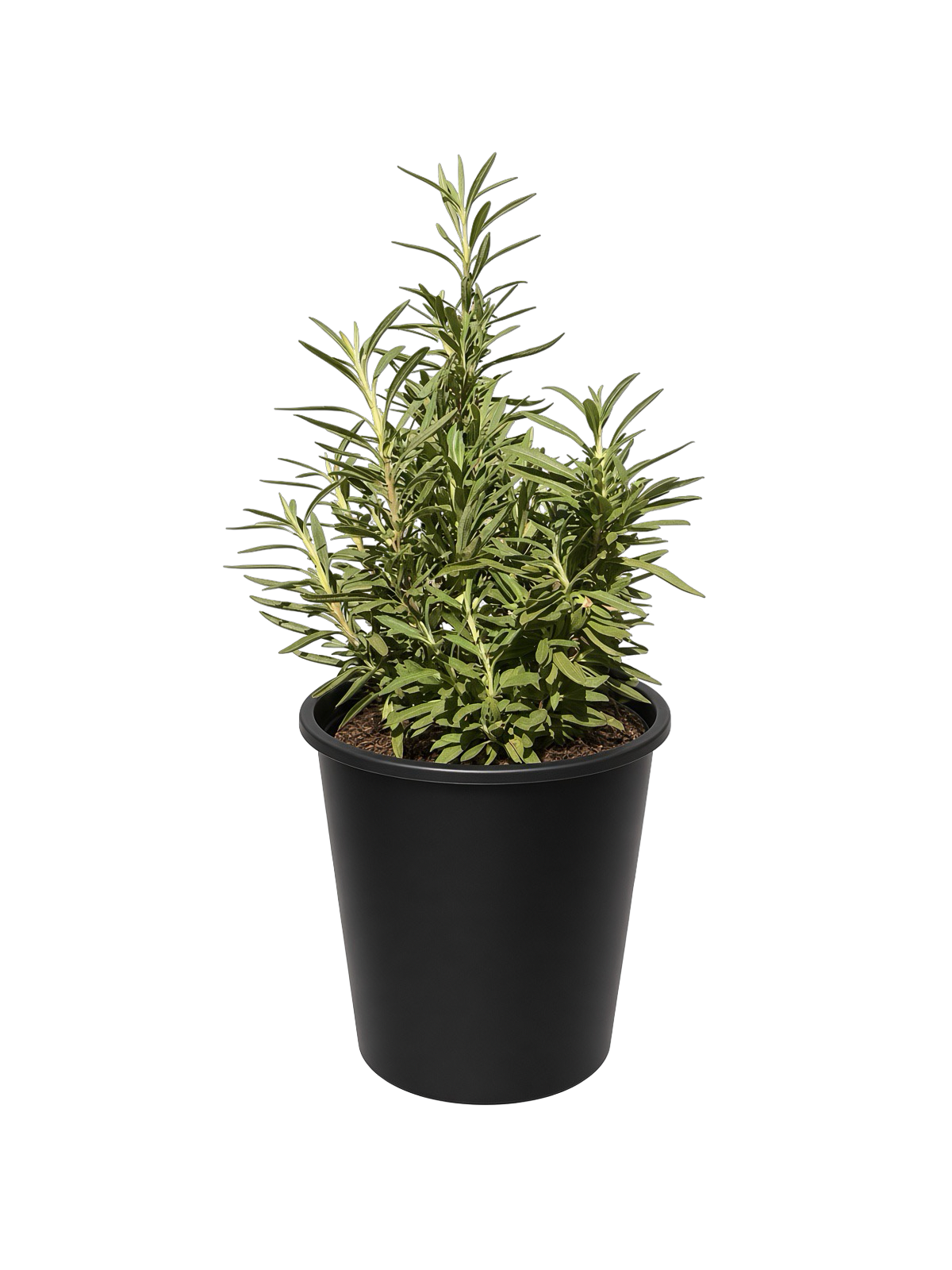 Salvia Mellifera - Black Sage (5 Gallon)