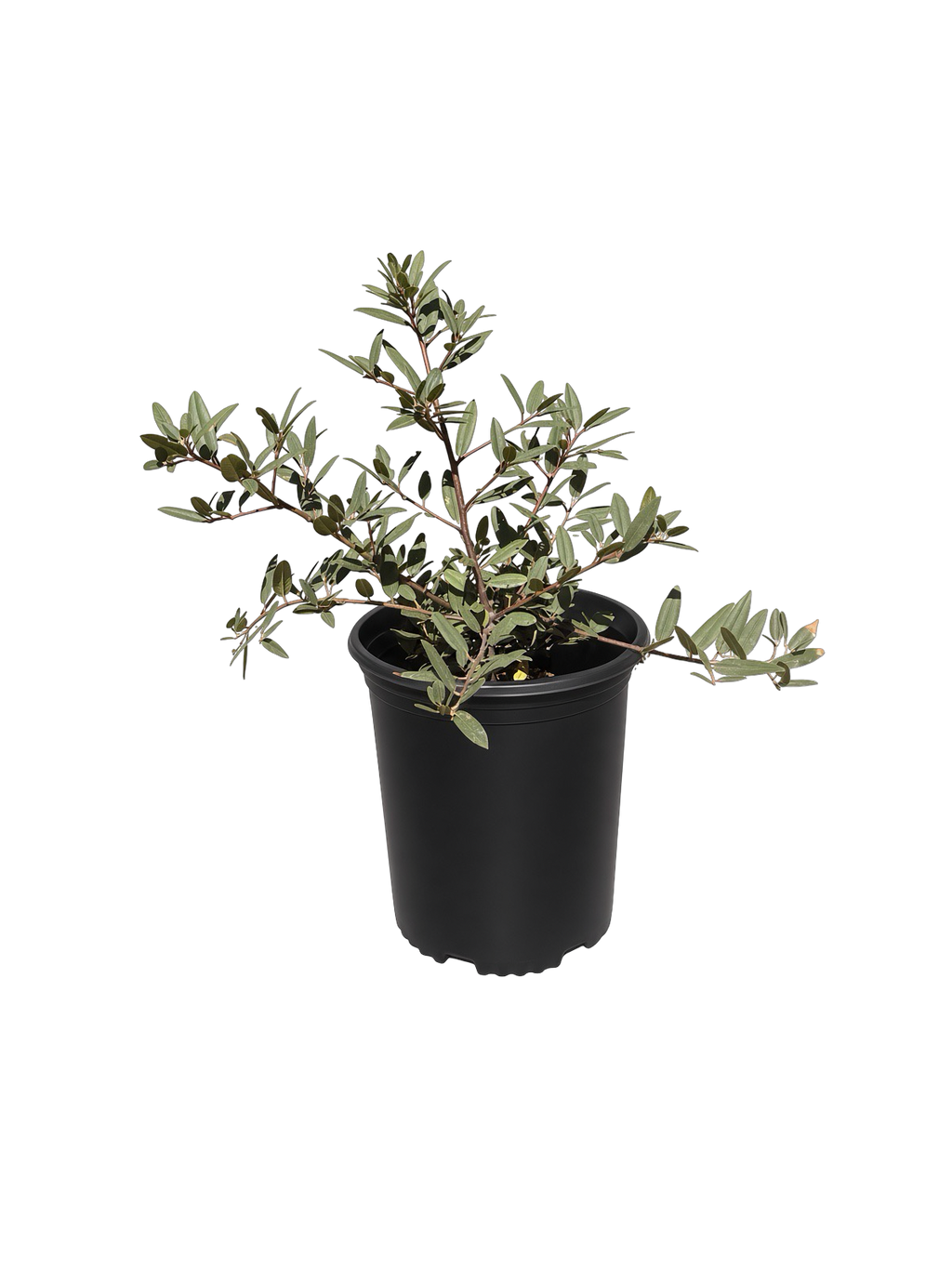 Frangula Californica 'Mound San Bruno' (1 Gallon) Coffeeberry