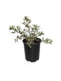 Frangula Californica 'Mound San Bruno' (1 Gallon) Coffeeberry