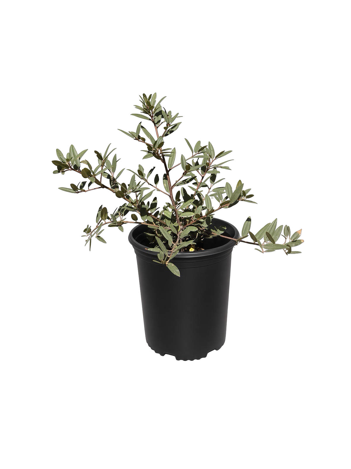 Frangula Californica 'Mound San Bruno' (1 Gallon) Coffeeberry