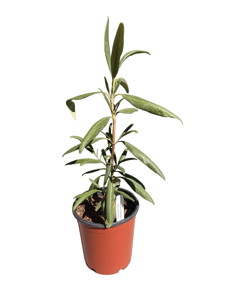 Carpenteria Californica 'Elizabeth' (1 Gallon) Elizabeth Bush Anemone