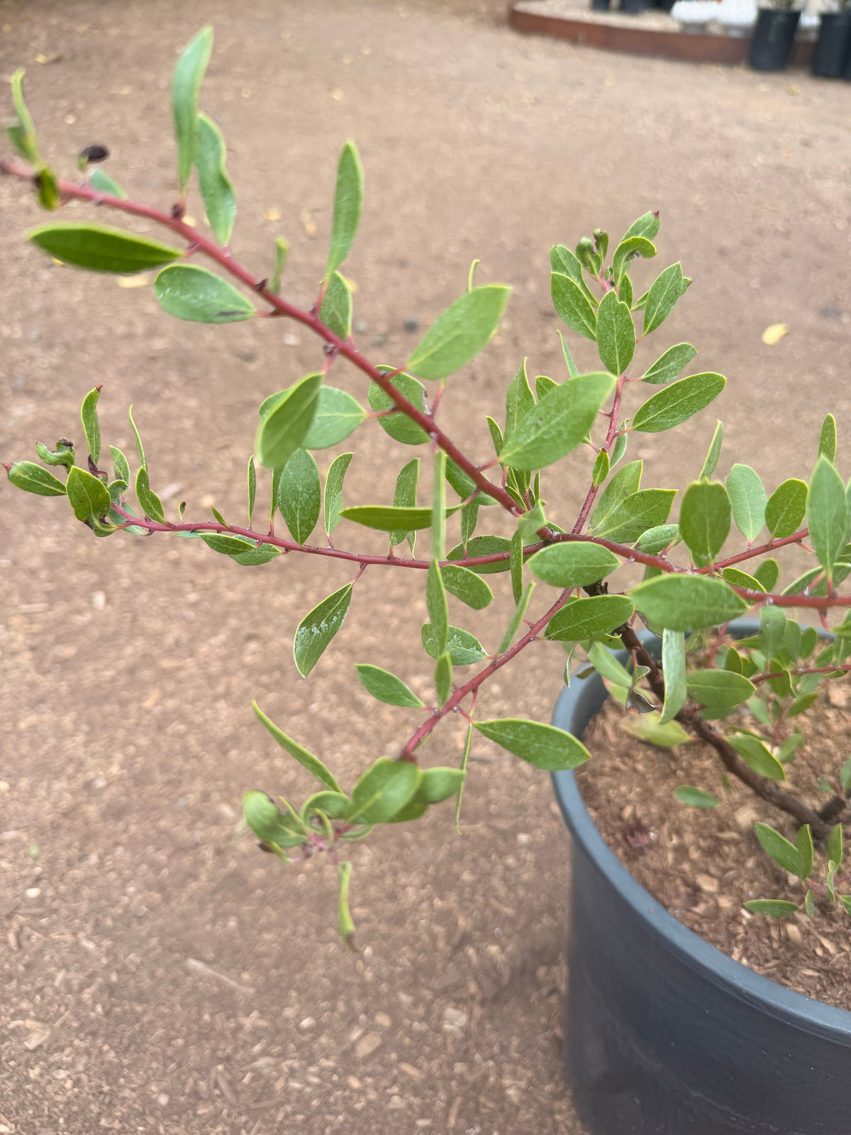 Arctostaphylos Densiflora 'Howard McMinn' (5 Gallon) Manzanita