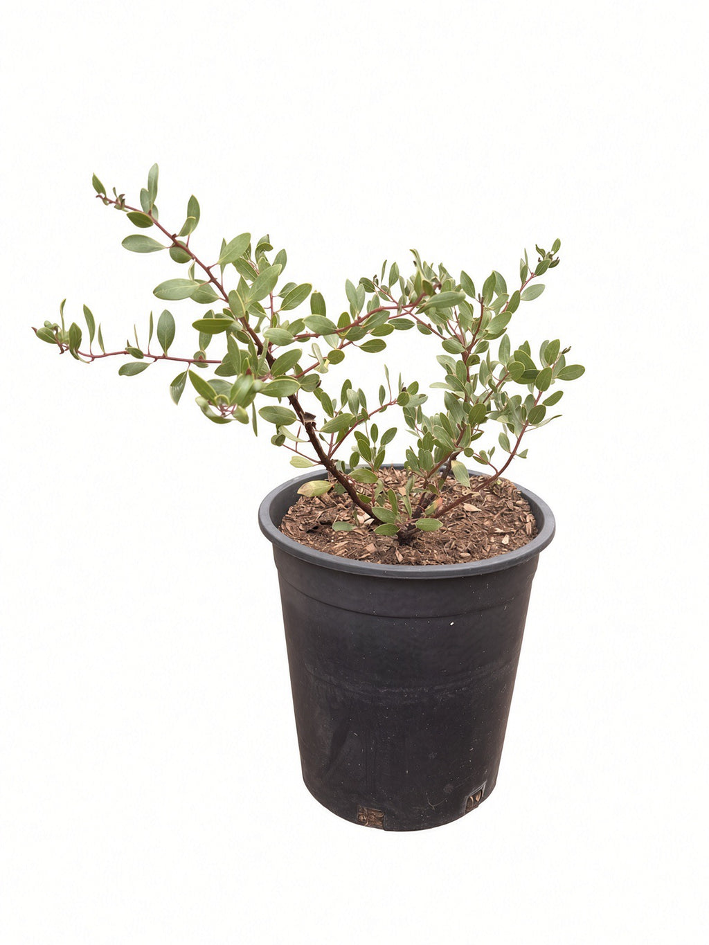 Arctostaphylos Densiflora 'Howard McMinn' (5 Gallon) Manzanita