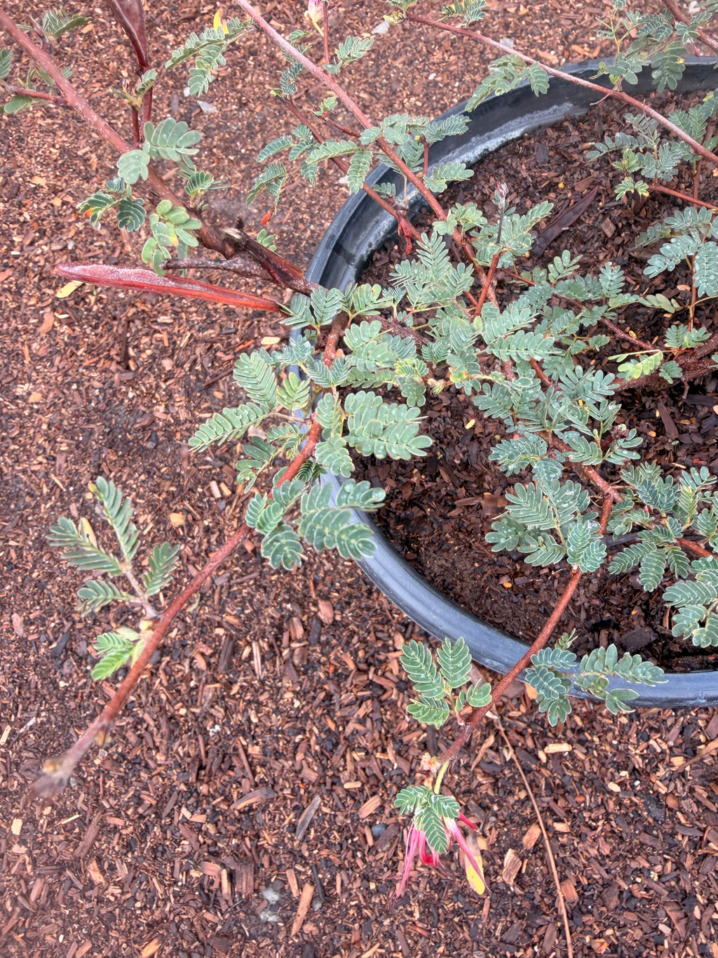 Calliandra Californica - Baja fairy duster (5 Gallon)