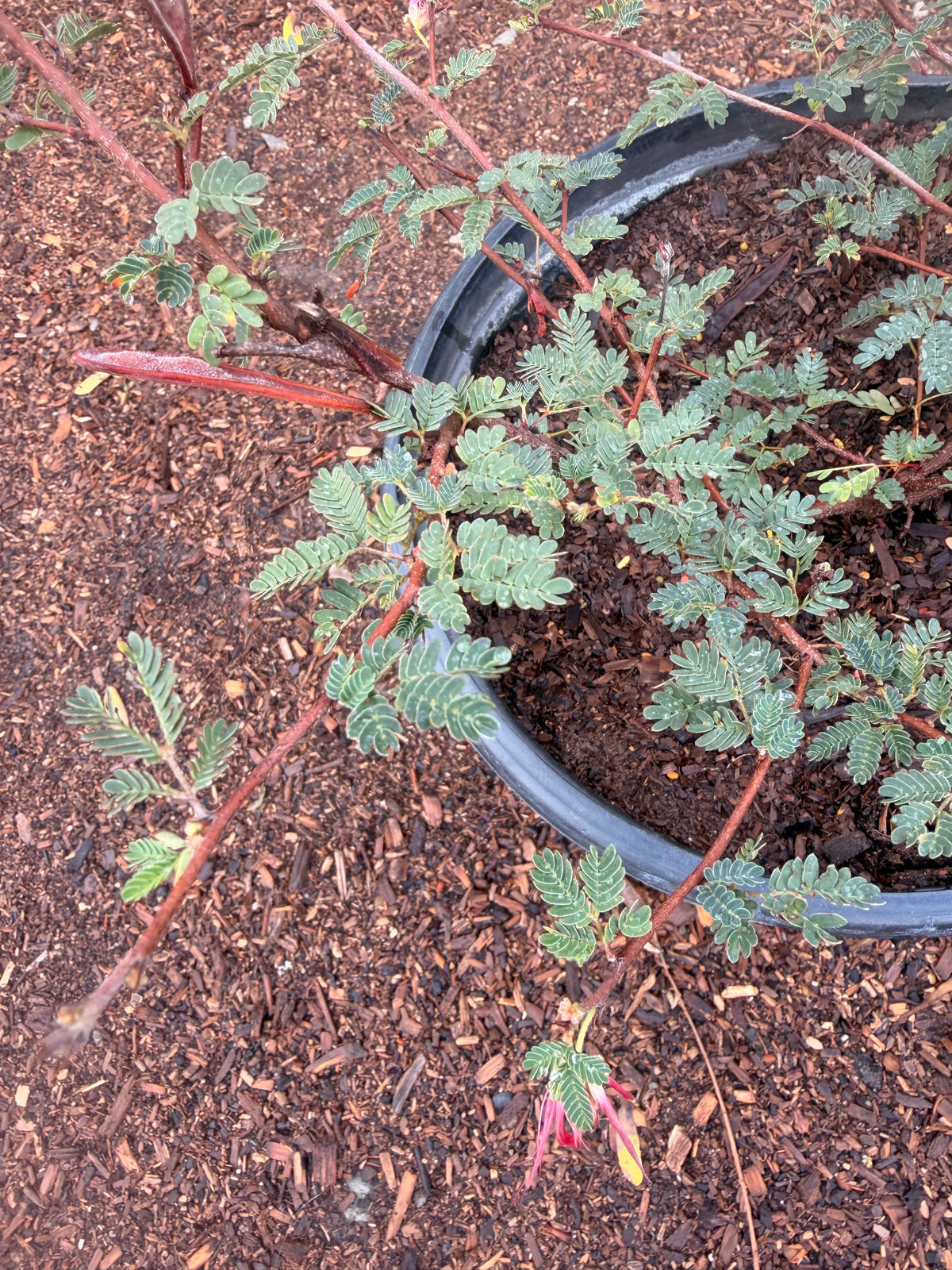 Calliandra Californica - Baja fairy duster (5 Gallon)