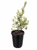 Lemonade Berry Plant (Rhus integrifolia) 15 Gallon
