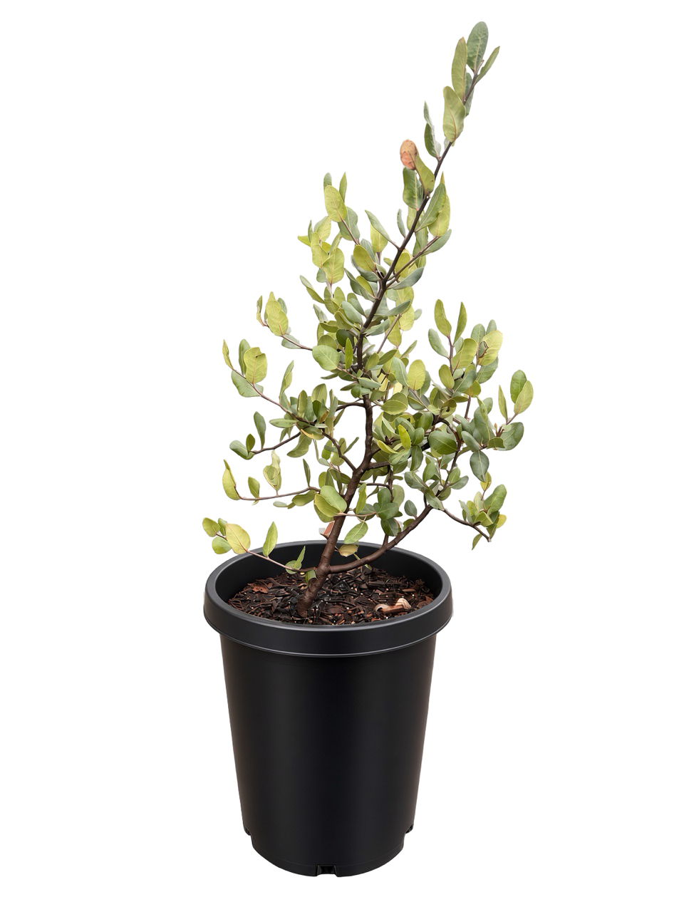 Lemonade Berry Plant (Rhus integrifolia) 15 Gallon