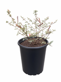 Calliandra Californica - Baja fairy duster (5 Gallon)