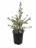 Quercus Agrifolia - Coast Live Oak (15 Gallon)