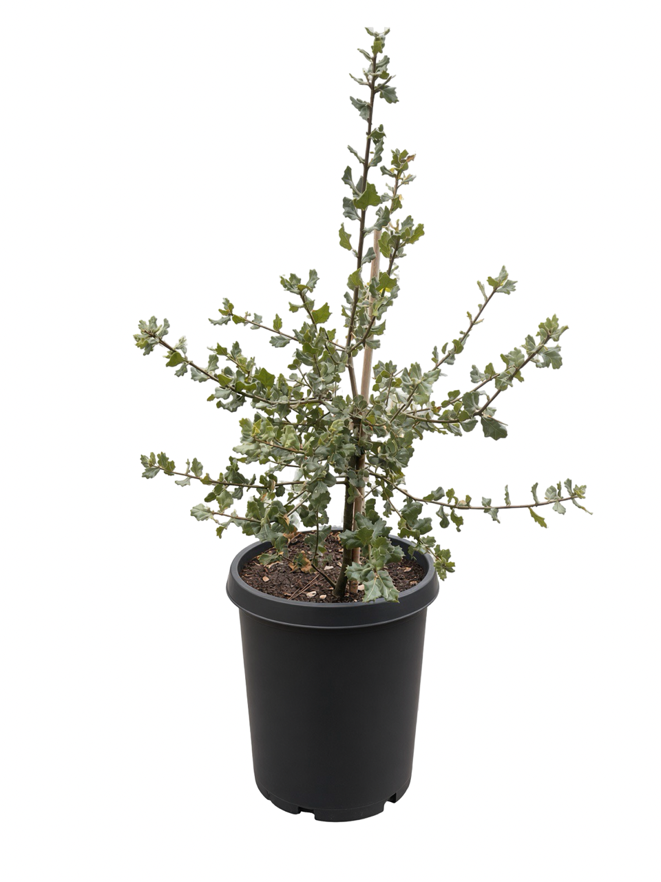 Quercus Agrifolia - Coast Live Oak (15 Gallon)