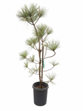 Pinus Torreyana - Torrey Pine (15 Gallon)