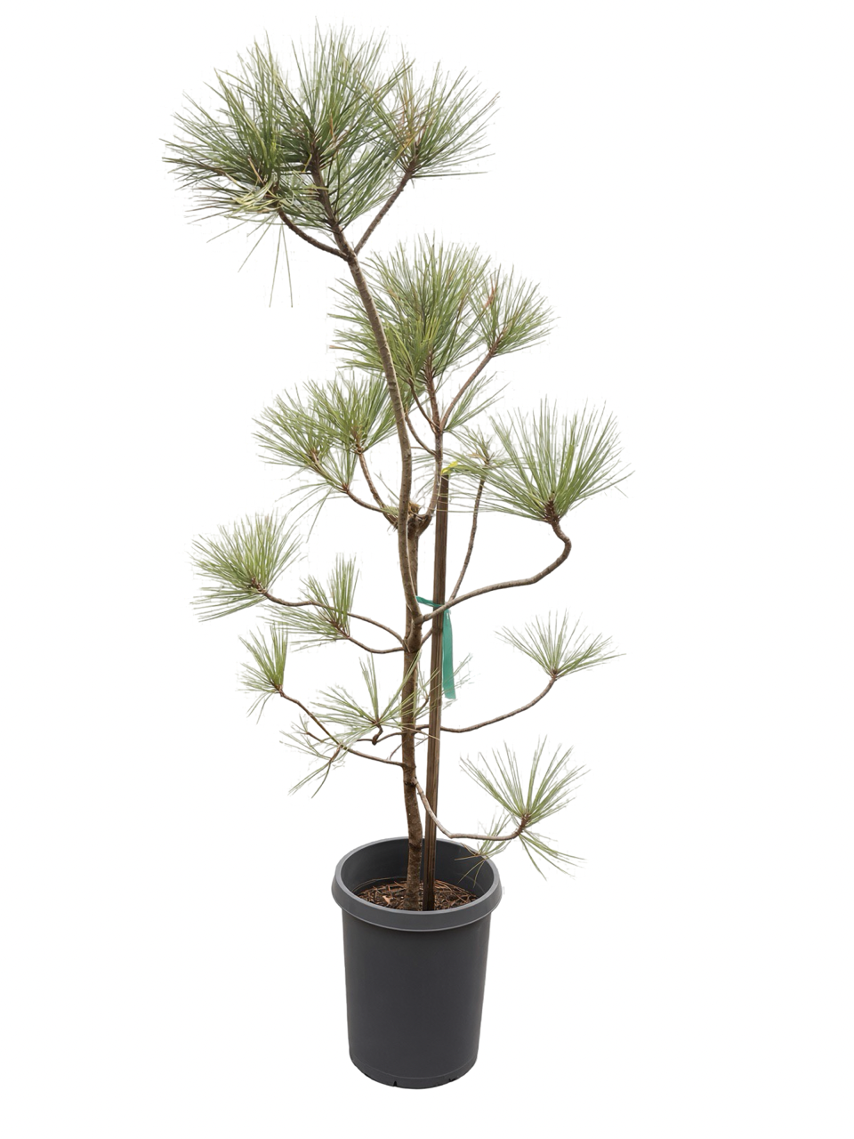 Pinus Torreyana - Torrey Pine (15 Gallon)
