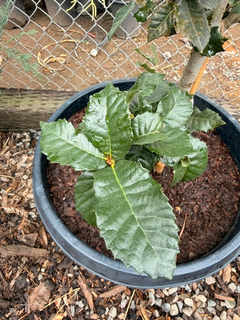Quercus Tomentella - Island Oak (15 Gallon)