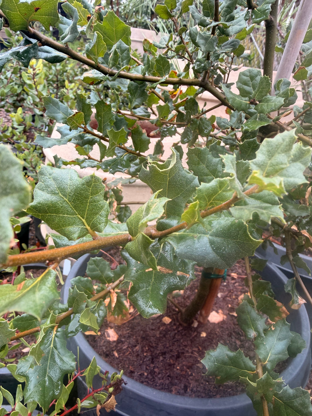 Quercus Agrifolia - Coast Live Oak (15 Gallon)