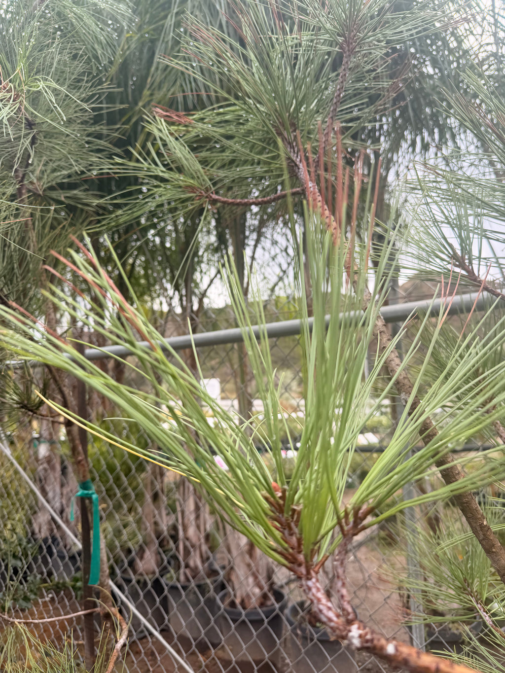 Pinus Torreyana - Torrey Pine (15 Gallon)