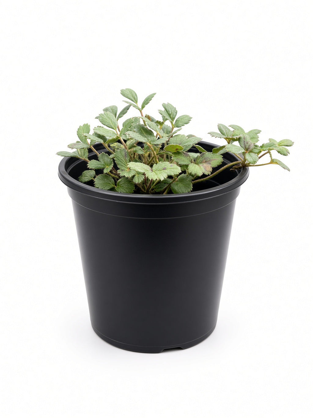 Fragaria Chiloensis - Beach Strawberry (1 Gallon)