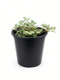 Fragaria Chiloensis - Beach Strawberry (1 Gallon)