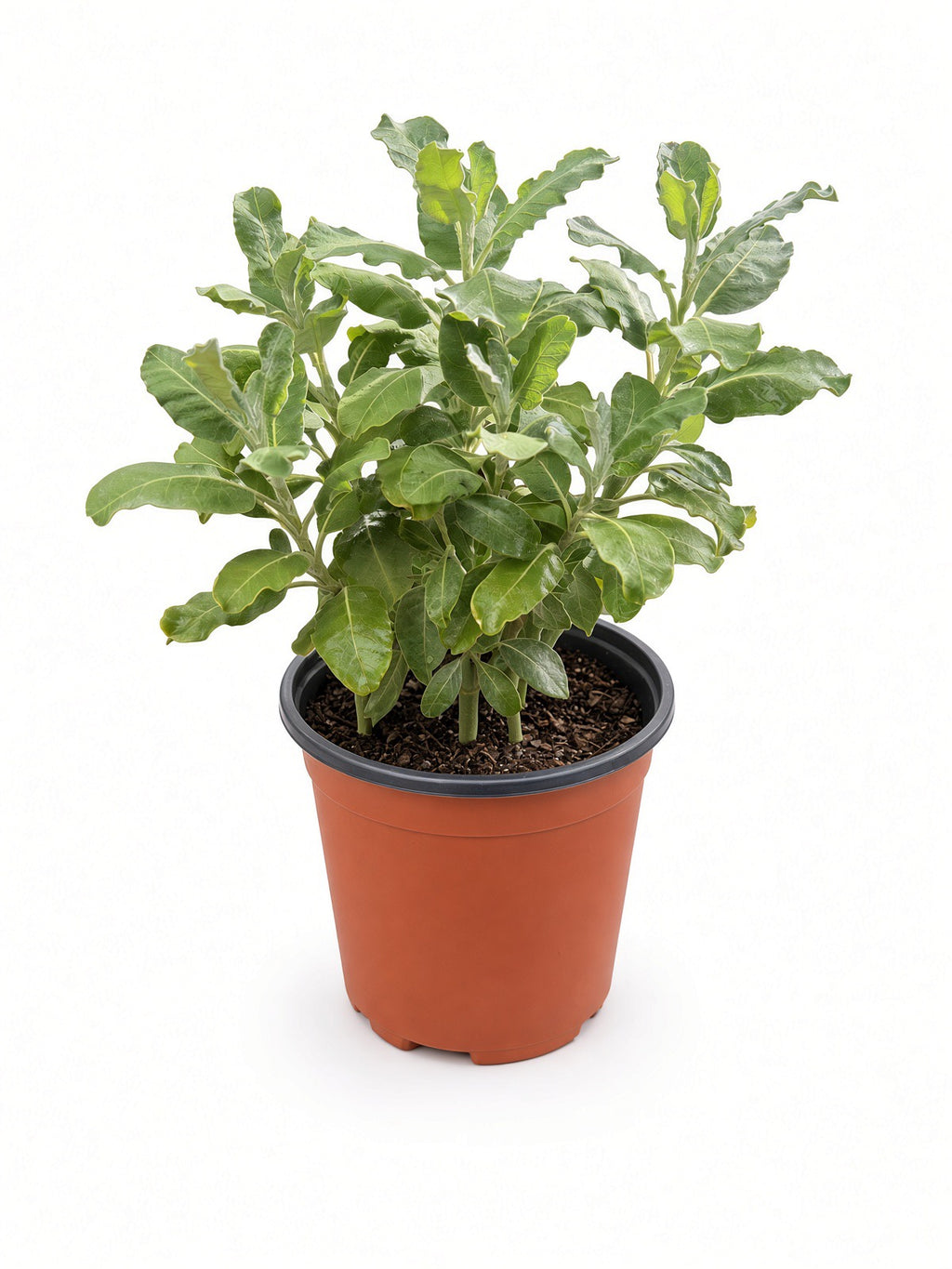 Eriogonum Giganteum - St. Catherine's Lace (1 gallon)
