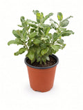 Eriogonum Giganteum - St. Catherine's Lace (1 gallon)