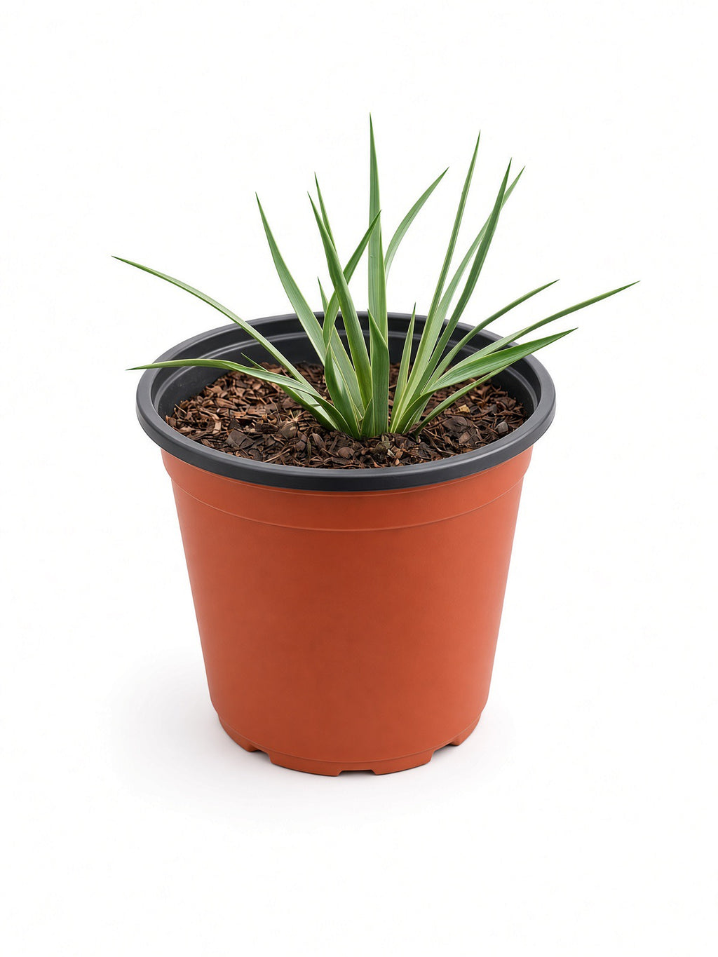 Hesperoyucca Whipplei - Chaparral yucca (1 Gallon)