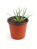 Hesperoyucca Whipplei - Chaparral yucca (1 Gallon)