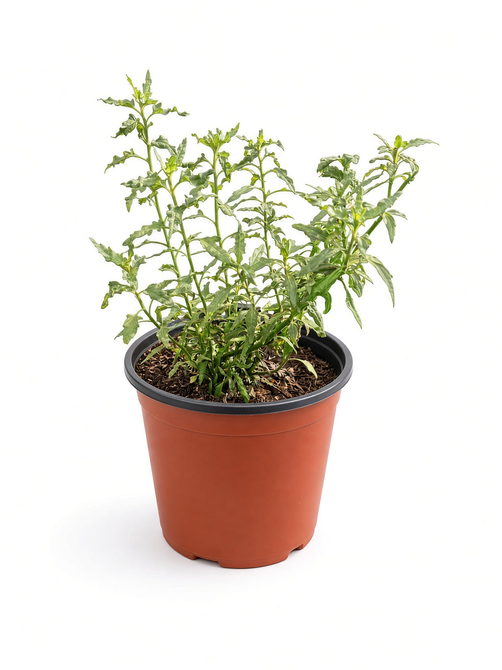 Bahiopsis Laciniata - San Diego Sunflower (1 Gallon)