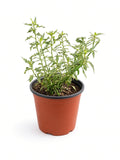 Bahiopsis Laciniata - San Diego Sunflower (1 Gallon)