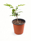 Mahonia Aquifolium - Oregon Grape (1 Gallon)