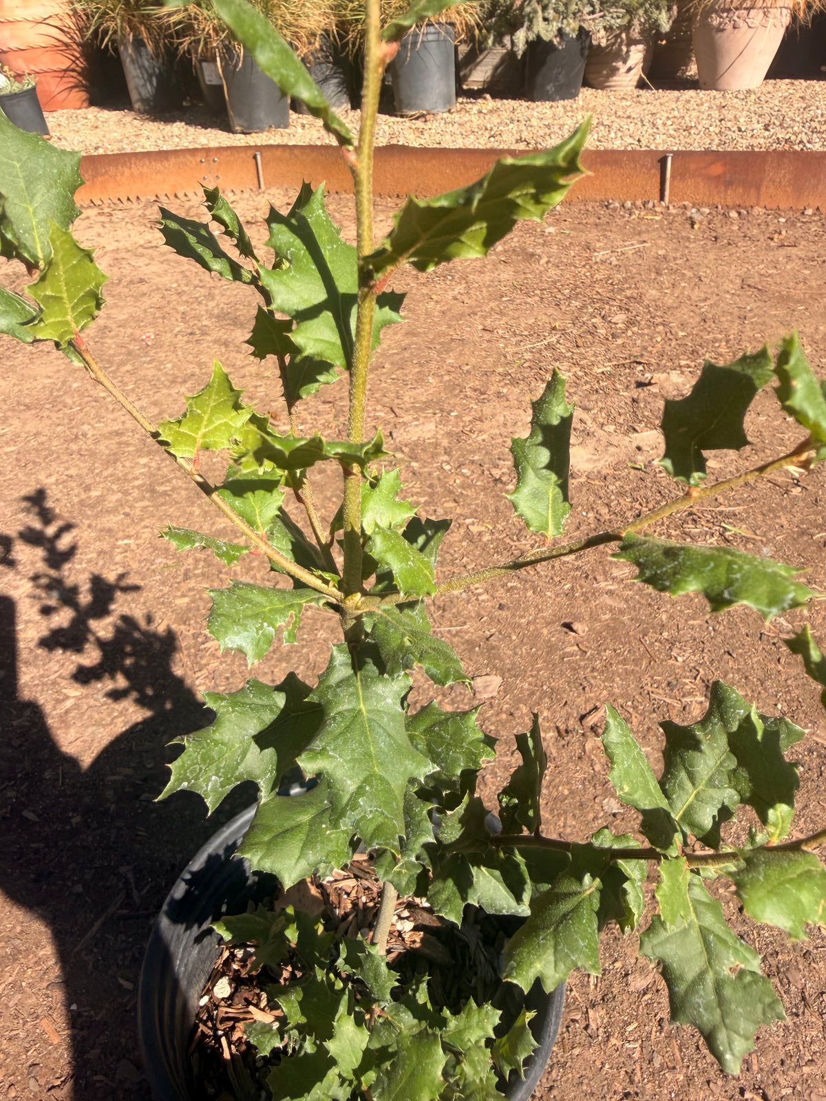 Quercus Agrifolia - Coast Live Oak (1 Gallon)