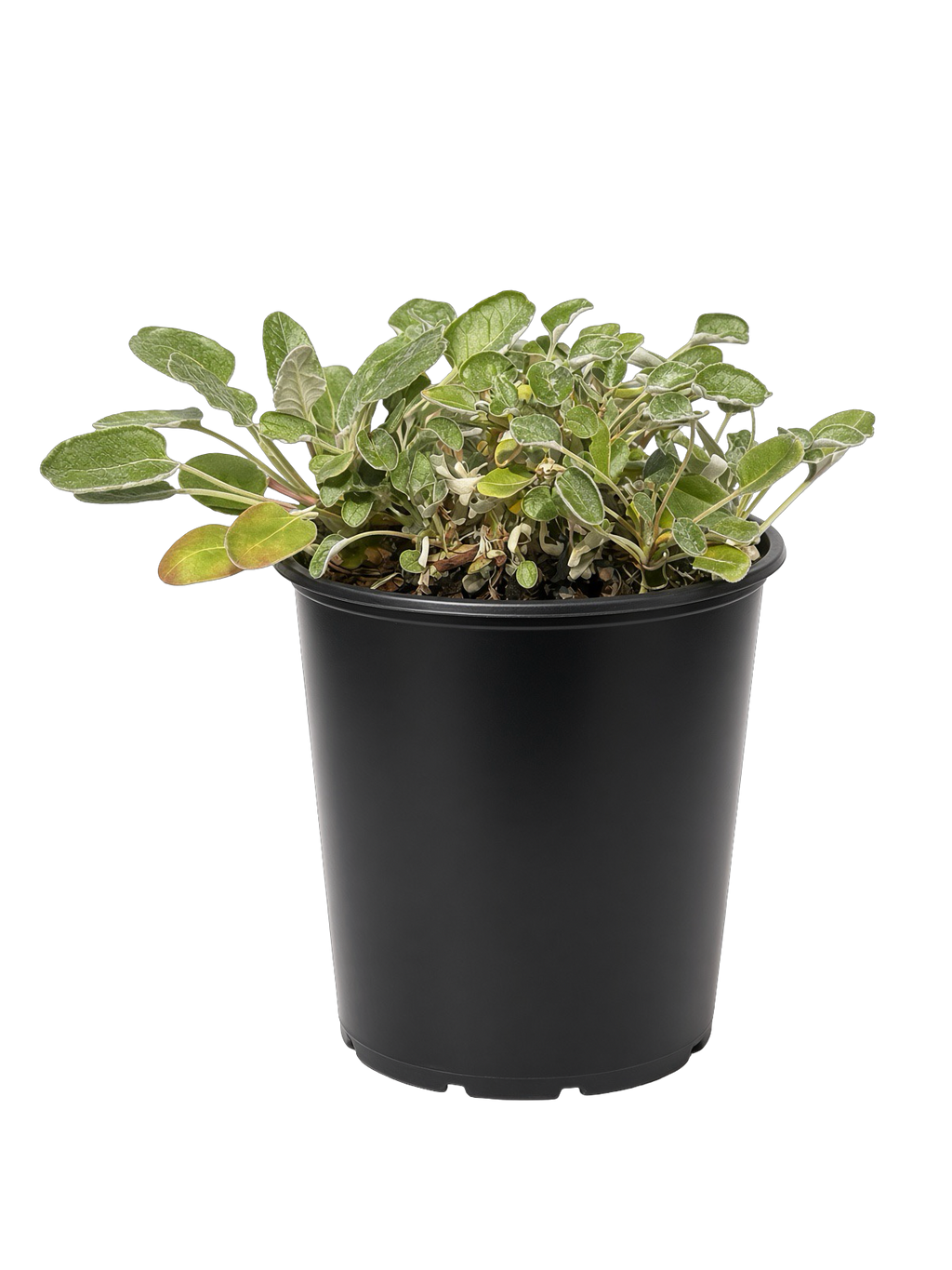 Eriogonum Grande var rubescens (1 Gallon) Red Buckwheat