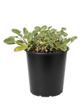 Eriogonum Grande var rubescens (1 Gallon) Red Buckwheat
