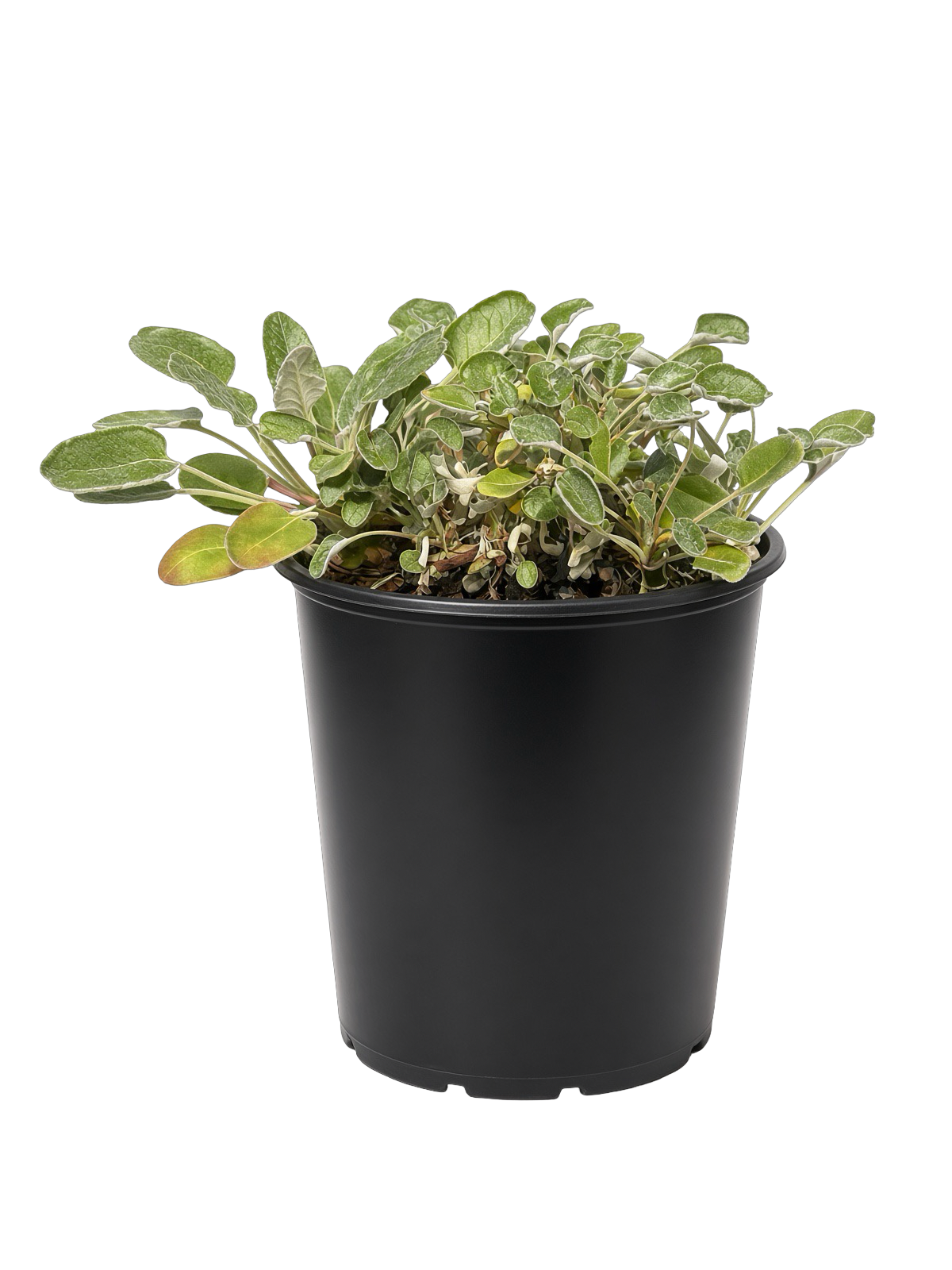 Eriogonum Grande var rubescens (1 Gallon) Red Buckwheat