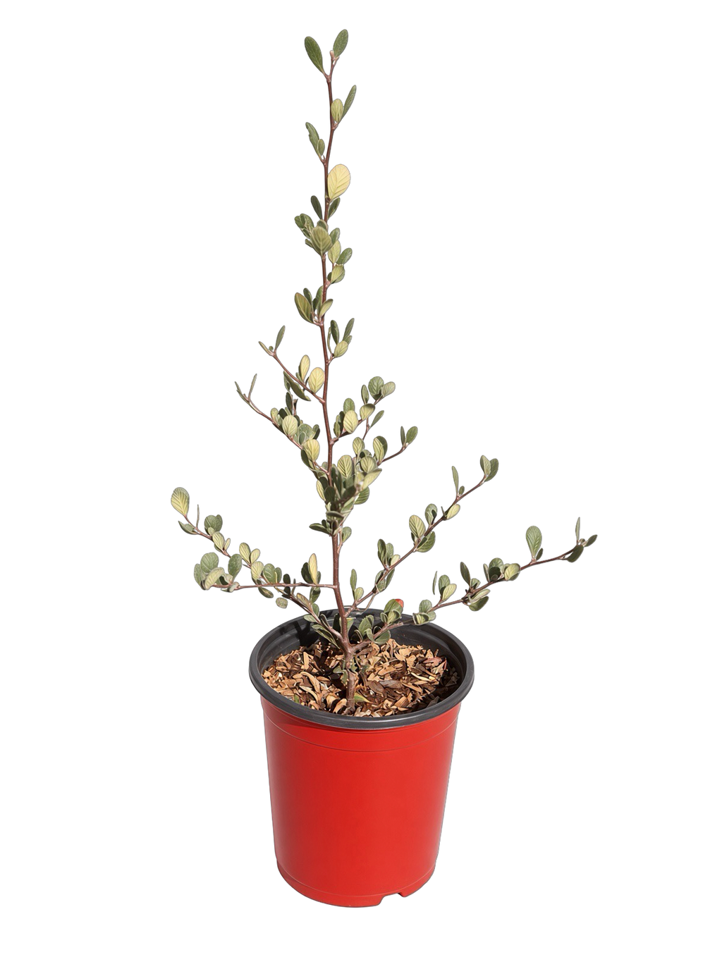 Cercocarpus Betuloides - Mountain Mahogany (1 Gallon)