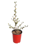 Cercocarpus Betuloides - Mountain Mahogany (1 Gallon)